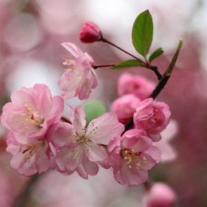 ��̫��ȭ���ۡ�ǳ̸ѧ������̫��ȭ�ķ���