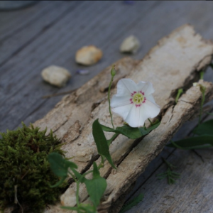 ��̫��ȭ���ۡ�����ǰ�����ǲ� ���������ľ���ȭ