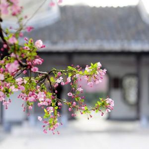 ɽֹθʦ̫֮ȭ֮ϰ̸